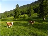 Planina Dol - Planina Konjščica (Velika planina)